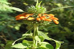 Leonotis nepetifolia